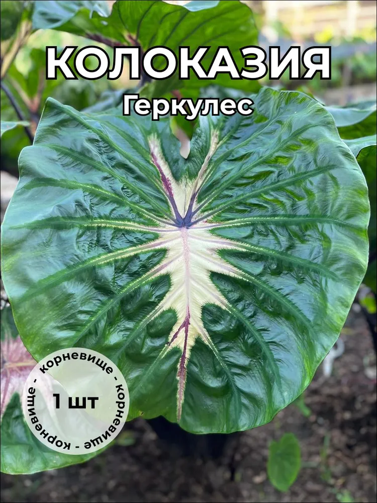 Колоказия "Геркулес" корневище