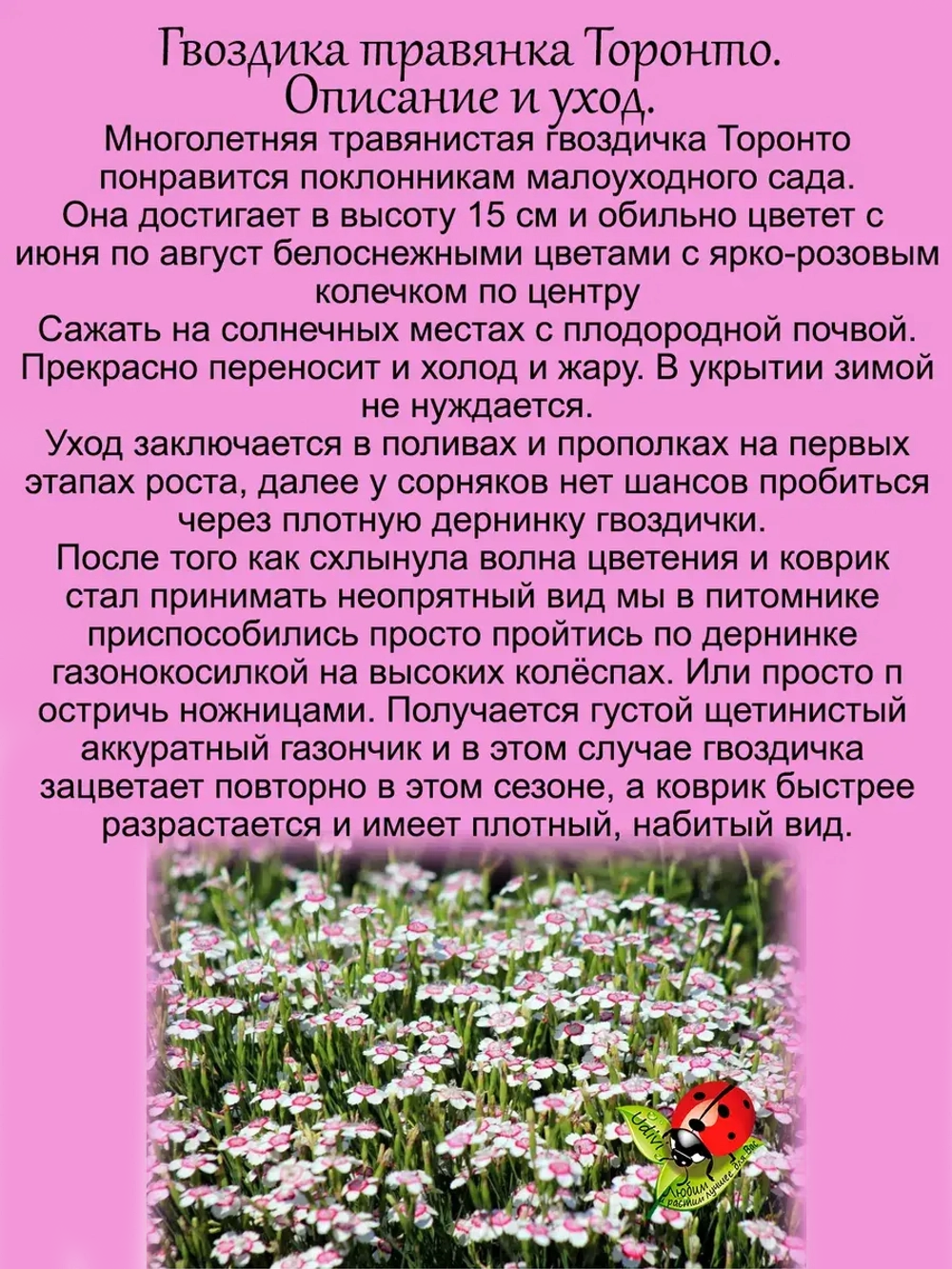 Гвоздика травянка Торонто многолетняя