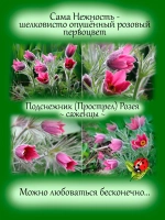 Подснежник Прострел Розея первоцвет сон трава