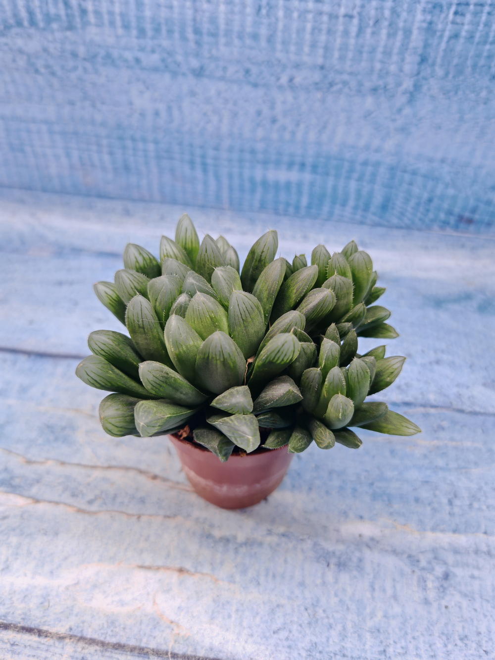Haworthia Cooperi Pilifera (Хавортия)