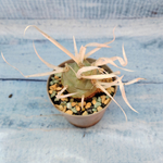 Tephrocactus Articulatus Papyracanthus (Тефрокактус)
