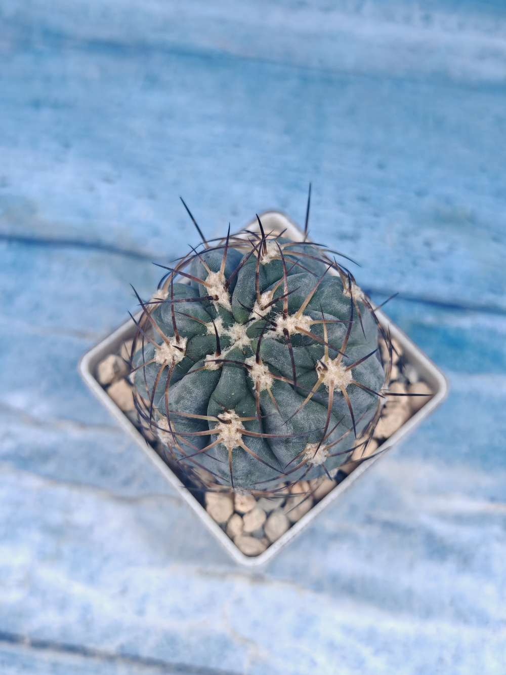 Gymnocalycium Glaucum (Гимнокалициум)