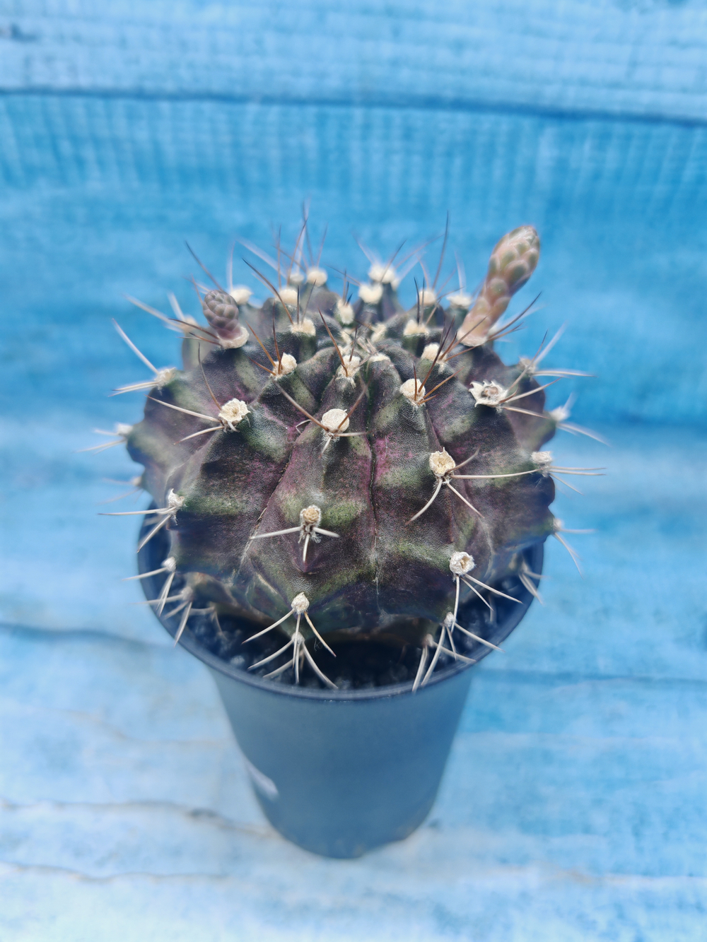 Gymnocalycium T-Rex Pink hybrid (Гимнокалициум T-rex)