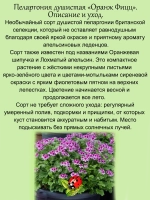Пеларгония Оранж Фицц аромат апельсиновых леденцов