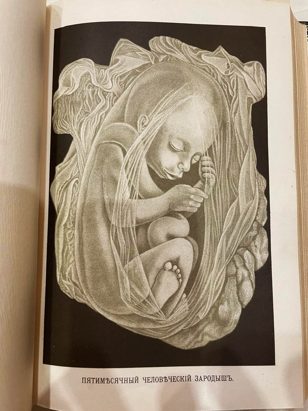 "Человек". И. Ранке. 1904г.