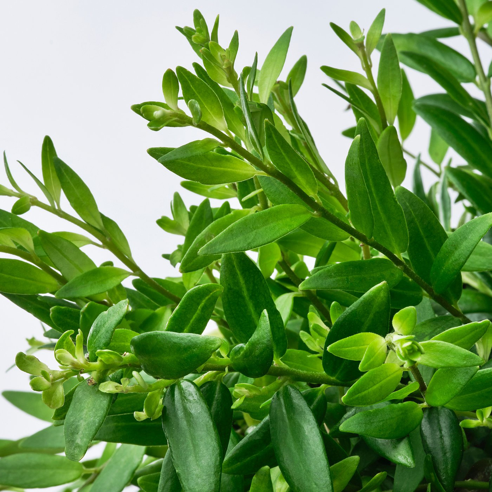 IKEA AESCHYNANTHUS  (ИКЕА АЕШИНАНТХУС)  -  Растение в горшке - Эсхинантус 15 см