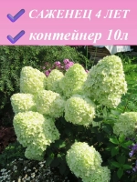 Селекшен гортензия метельчатая