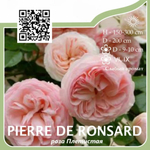 Роза плетистая "Pierre de Ronsard"