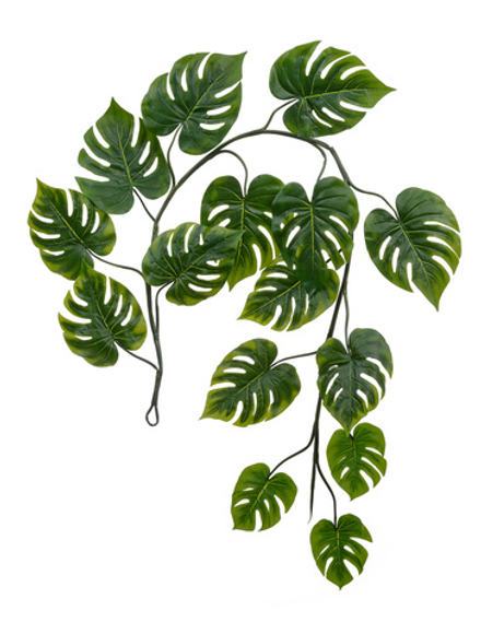 Монстера Giant лиана дл-240 см 15 листов (Sensitive Botanic) 6/24