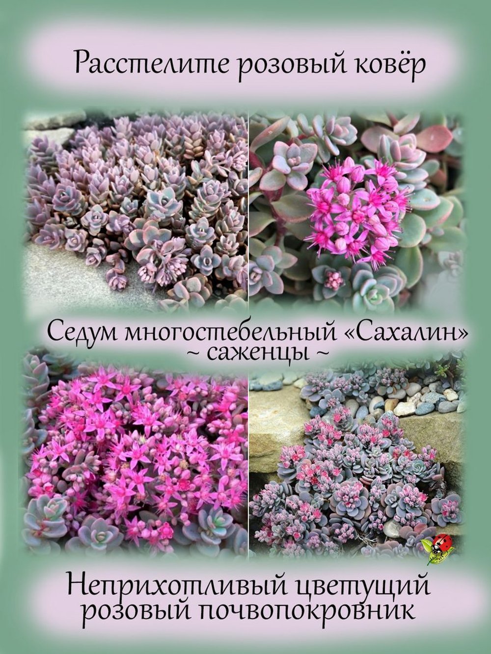 Седум многостебельный Сахалин очиток розовый