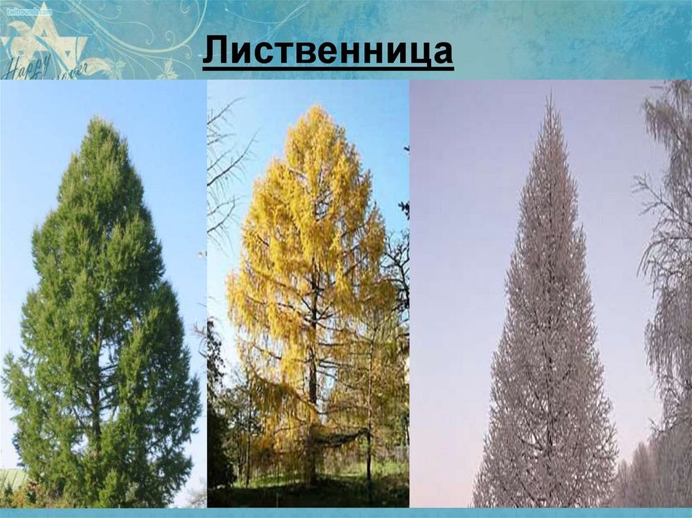 Лесная промышленность России. — купить по ФГОС | Учебный стандарт