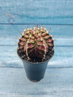 Gymnocalycium T-Rex Pink hybrid (Гимнокалициум T-rex)