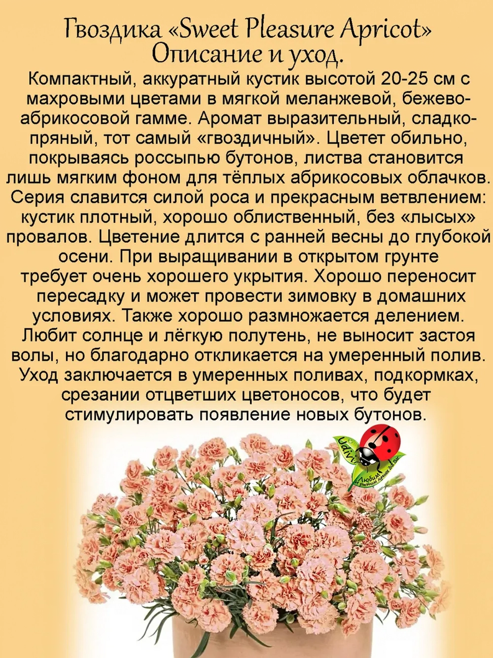 Гвоздика Абрикосовая услада Sweet Pleasure Aprikot