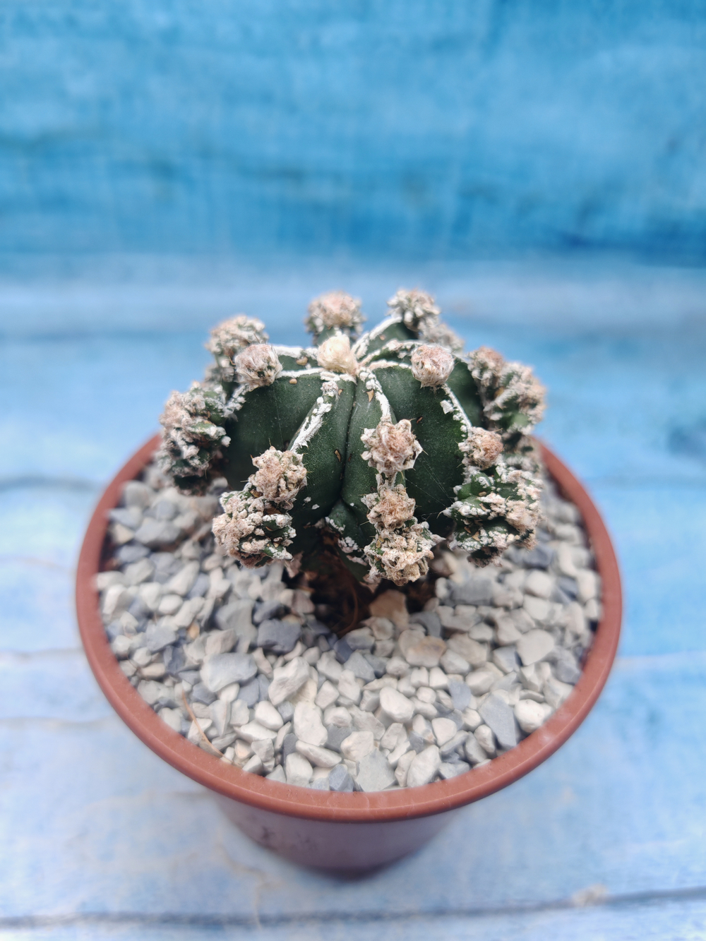 Astrophytum Myriostigma "Hakujo Fukuryu" (Астрофитум)