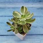 Crassula Moneymaker variegata (Крассула)