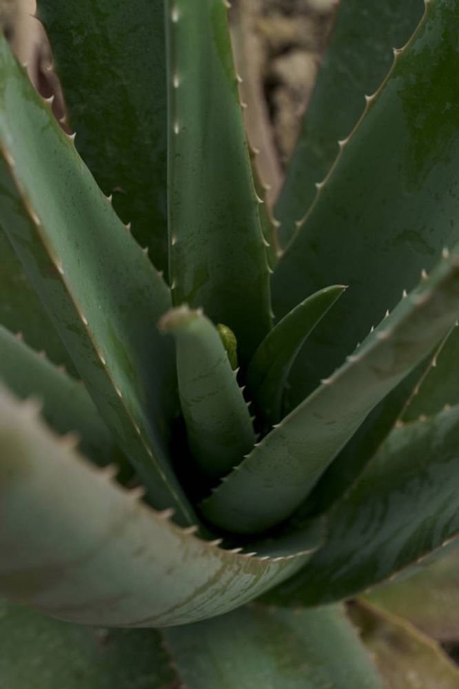 ALOE DROP Сыворотка "Увлажняющая" с живым экстрактом алоэ