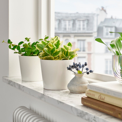 IKEA PEPEROMIA  (ИКЕА ПЕПЕРОМИА)  -  Растение в горшке - разные виды 12 см