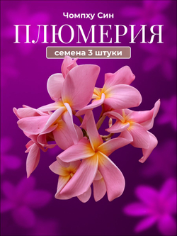 Плюмерия "Императорская Роза" семена 3 штуки (сбор октябрь 2025 г)