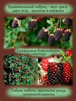 Ежемалина Бойсенберри малиново ежевичный гибрид