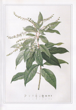Альбом Пьера-Жозефа Редуте (1759–1840)