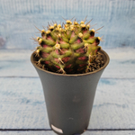 Gymnocalycium T-Rex Pink hybride (Гимнокалициум T-rex)
