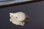 Ракушка Стромбус гиббосус (Gibberulus gibbosus)