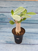 Adenium Baobab (Адениум)