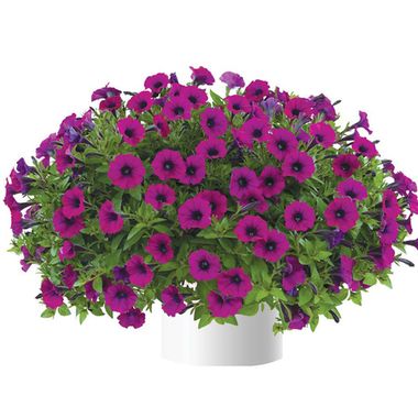 3229 Петуния LITTLETUNIA Shiraz (Весна 2026)
