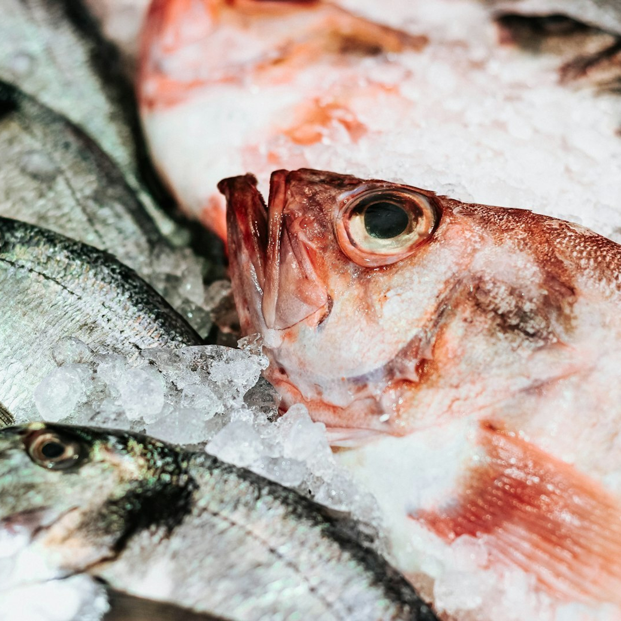 Заказывайте свежие продукты!