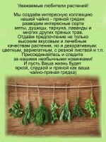 Чабрец Лимонный