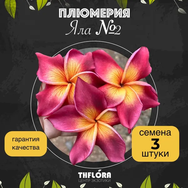 Плюмерия "Яла №2" — семена, 3 шт.