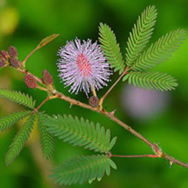 Мимоза Стыдливая (Mimosa pudica) семена 10 штук