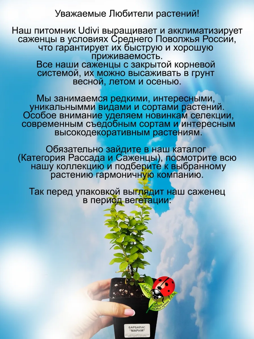 Барбарис Тунберга Мария золотой