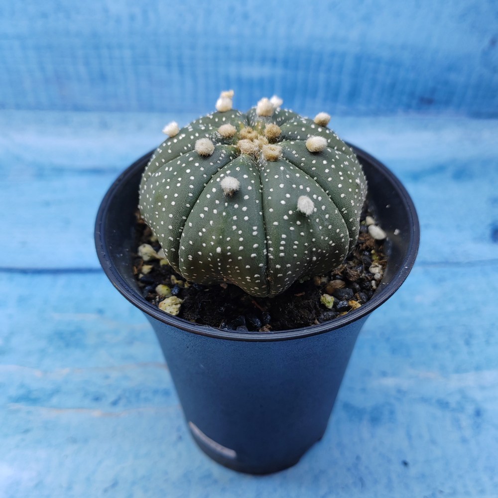 Astrophytum Asterias (Астрофитум)