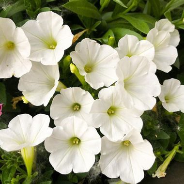 32363 Петуния BUBBLES WHITE - горшок 0,5л(P9)