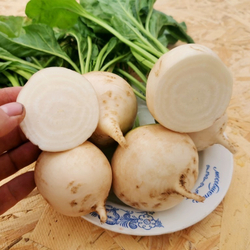 Свёкла Детройтская Белая - White Detroit Beet