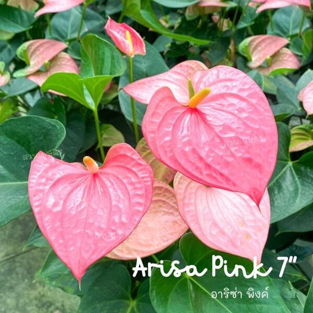 Антуриум Андре ARISA PINK