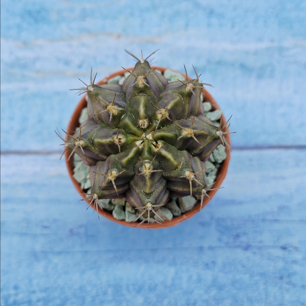 Gymnocalycium Friedrichii (Гимнокалициум)