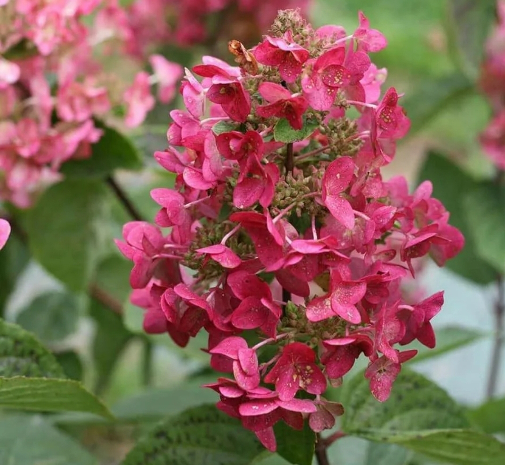Гортензия метельчатая Мега Минди (Hydrangea paniculata Mega Mindy)