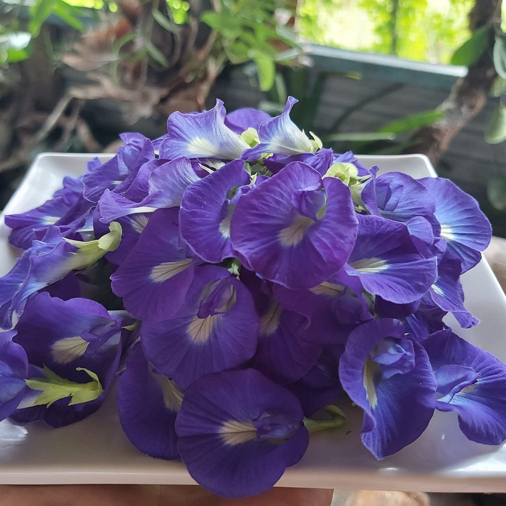 Клитория (тайский синий чай) Clitoria ternatea семена 5 штук