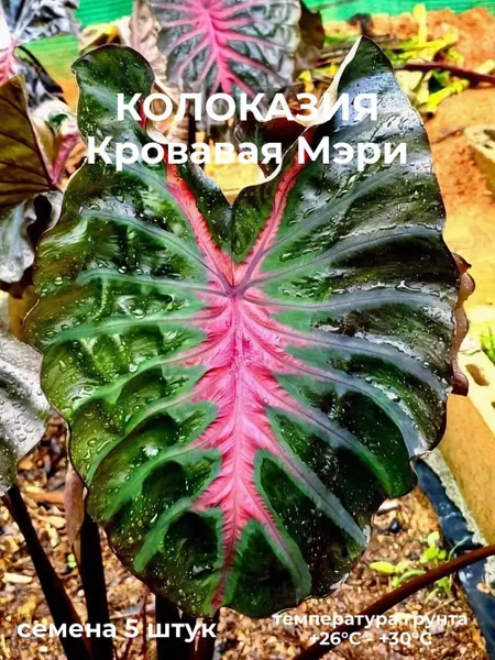 Колоказия Кровавая Мэри (новый гибрид) семена 5 штук