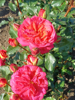 Роза Мидсаммер (Midsummer)