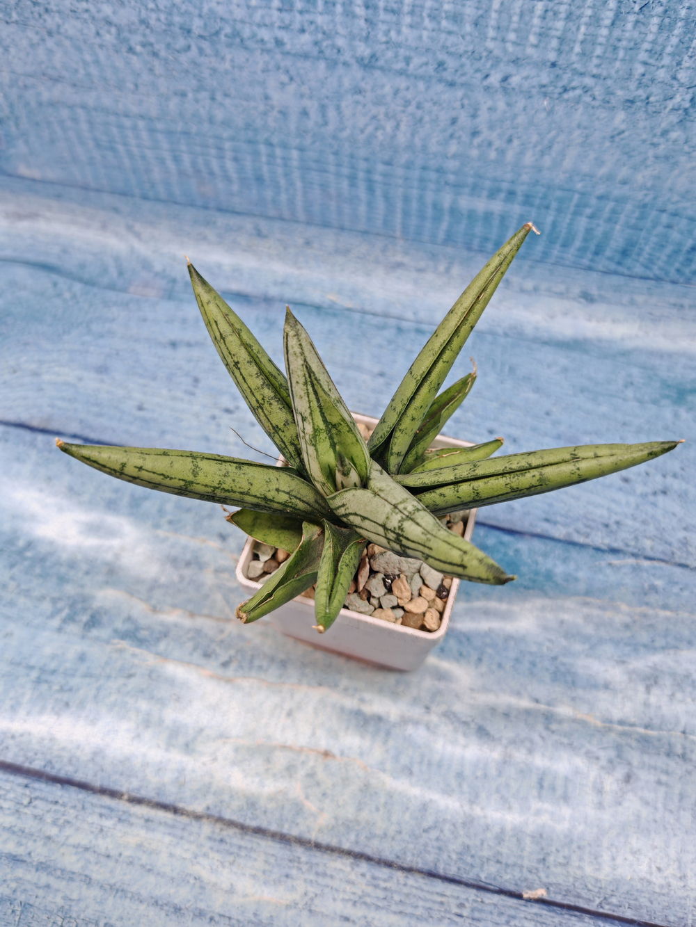 Sansevieria Brave Guy (Сансевиерия)