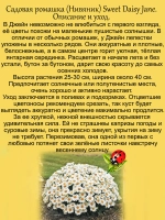 Ромашка Джейн садовая Нивяник