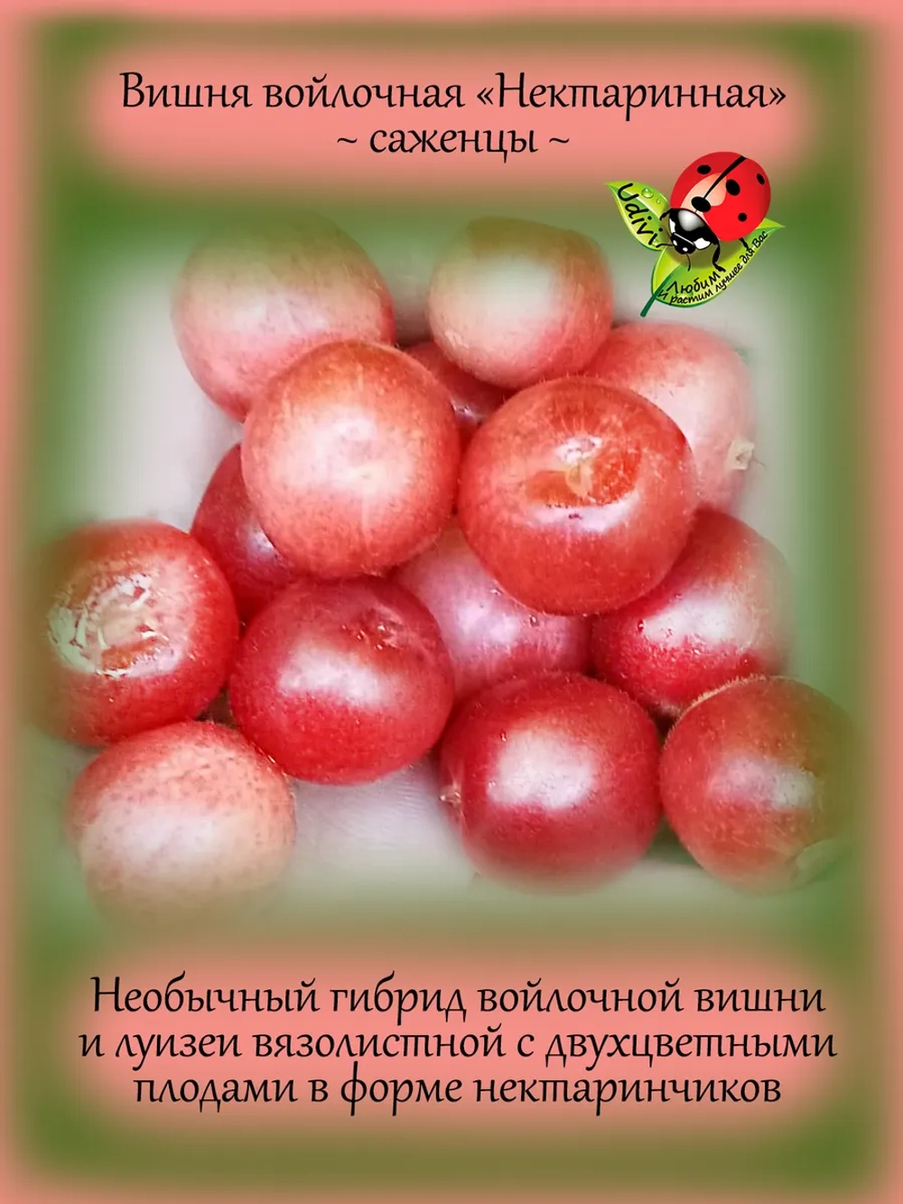 Войлочная вишня Нектаринная двухцветная
