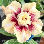 Адениум 345-PHUC VU