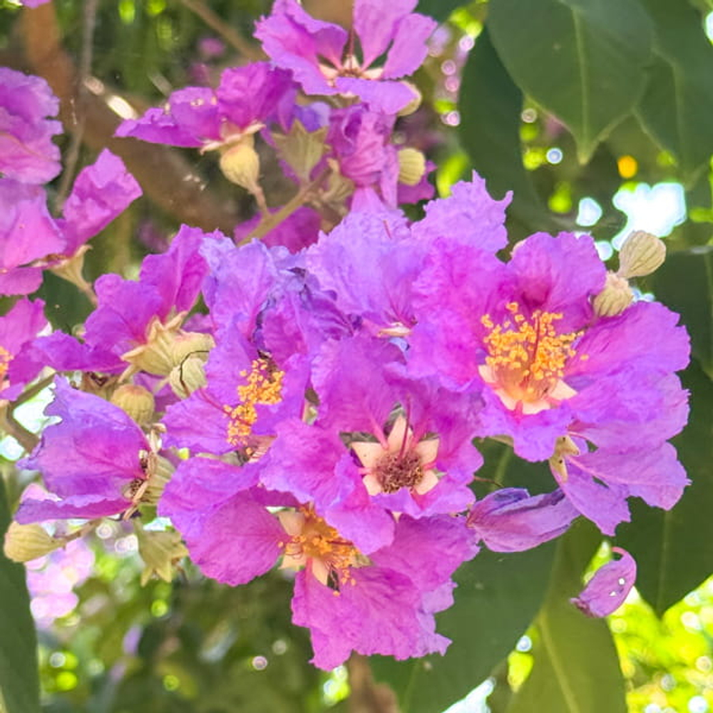 Лагерстремия обильноцветущая – Lagerstroemia floribunda