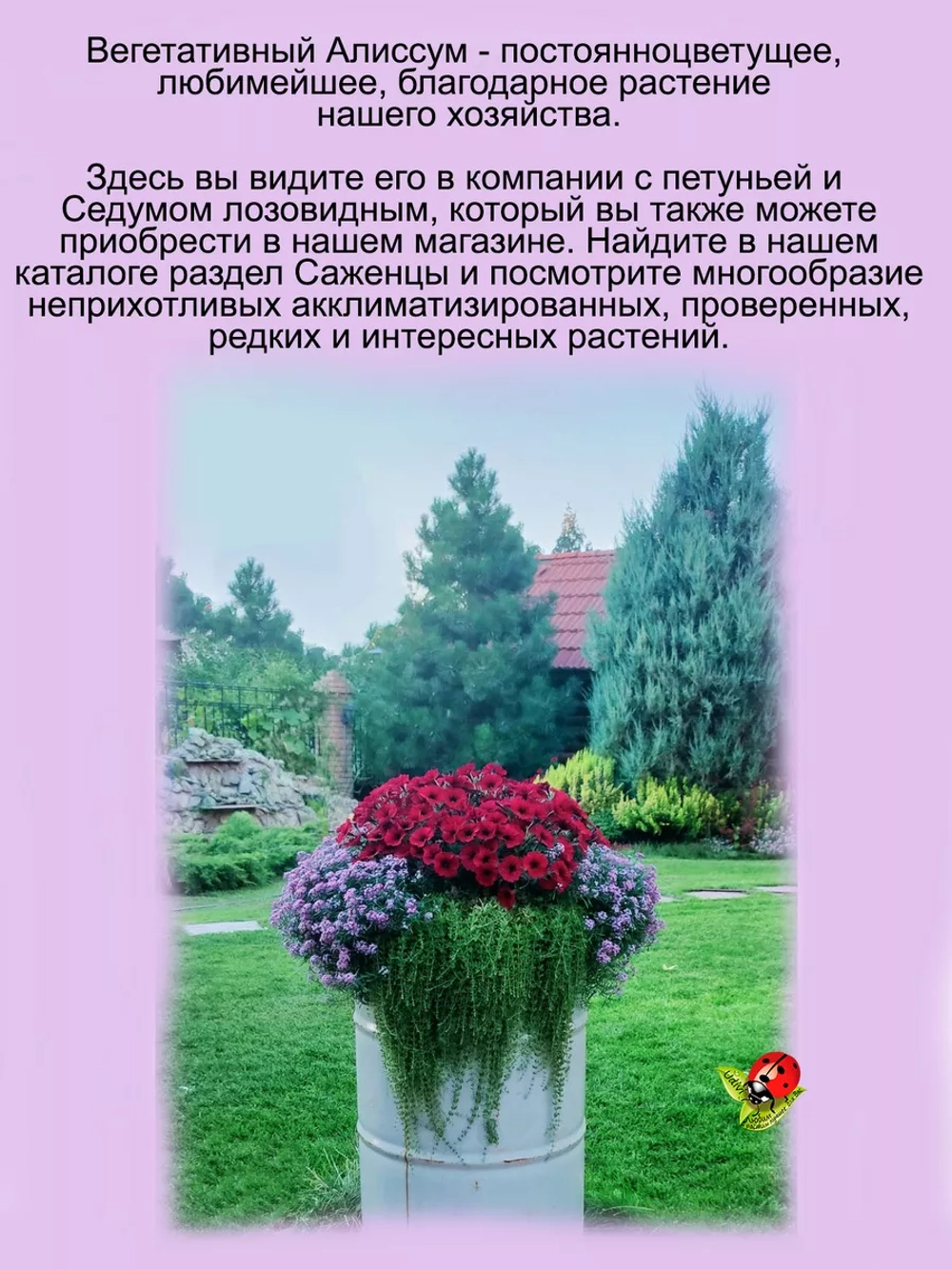 Алиссум вегетативный Люсия Лаванда розовый Lucia Lavаnder