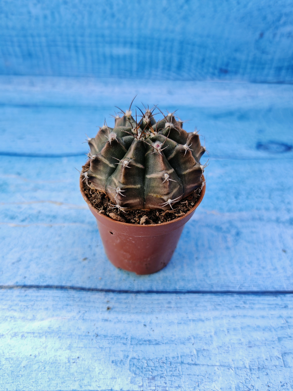 Gymnocalycium Friedrichii (Гимнокалициум)