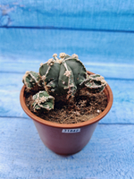 Astrophytum Myriostigma "Hakujo Fukuryu" (Астрофитум)